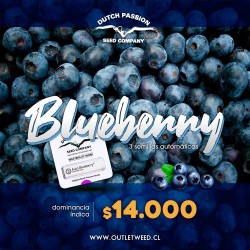 Semillas | Blueberry | Auto | 3 semillas | Dutch Passion