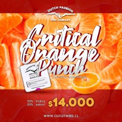 Semillas | Critical Orange Punch | Auto | 3 semillas | Dutch Passion