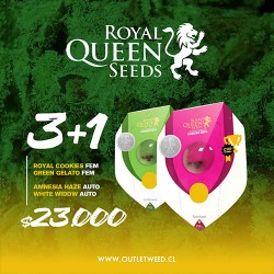 Semillas | Royal Cookies | Fem | 3+1 semillas | Royal Queen Seeds