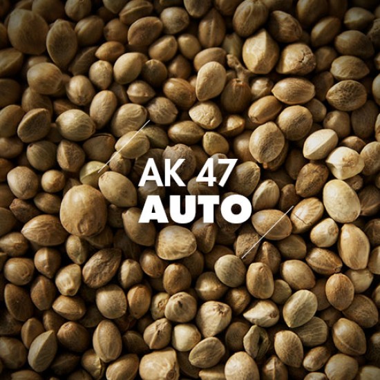 Semillas | AK-47 | Auto | 10 semillas | Granel