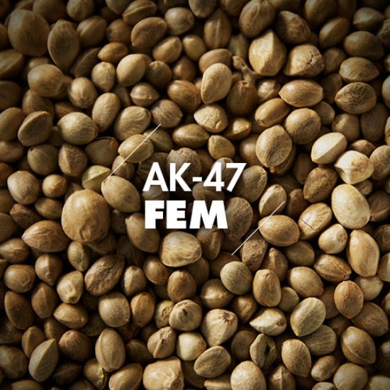 Semillas | AK-47 | Fem | 10 semillas | Granel