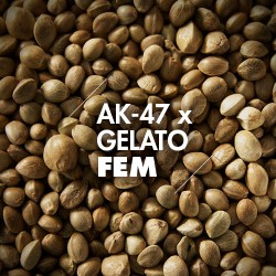 Semillas | AK-47 x Gelato | Fem | 10 semillas | Granel