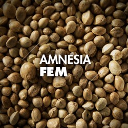 Semillas | Amnesia | Fem | 10 semillas | Granel