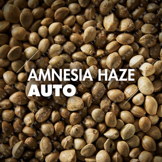 Semillas | Amnesia Haze | Auto | 10 semillas | Granel