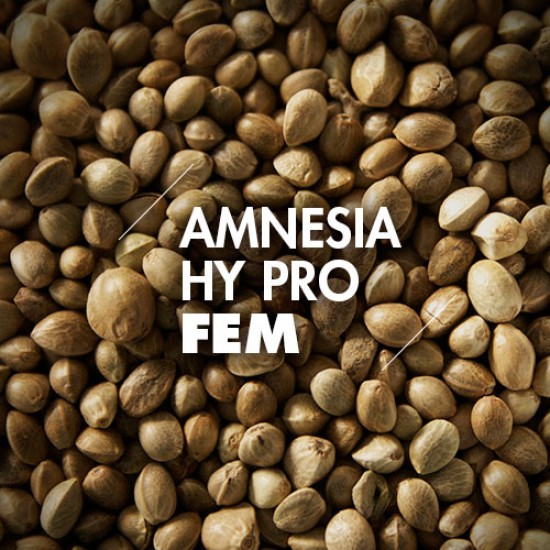 Semillas | Amnesia Hy Pro | Fem | 10 semillas | Granel