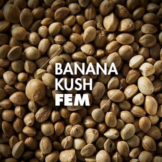 Semillas | Banana Kush | Fem | 10 semillas | Granel