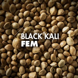 Semillas | Black Kali | Fem | 10 semillas | Granel