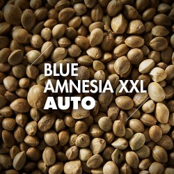 Semillas | Blue Amnesia XXL | Auto | 10 semillas | Granel