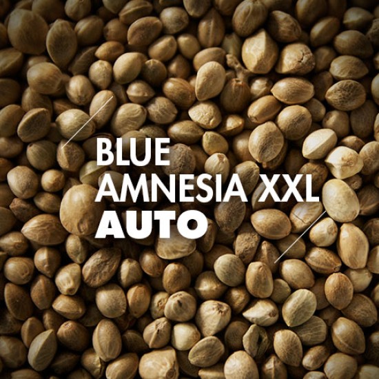Semillas | Blue Amnesia XXL | Auto | 10 semillas | Granel