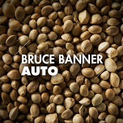 Semillas | Bruce Banner | Auto | 10 semillas | Granel