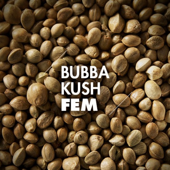 Semillas | Bubba Kush | Fem | 10 semillas | Granel