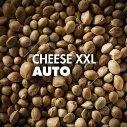 Semillas | Cheese XXL | Auto | 10 semillas | Granel