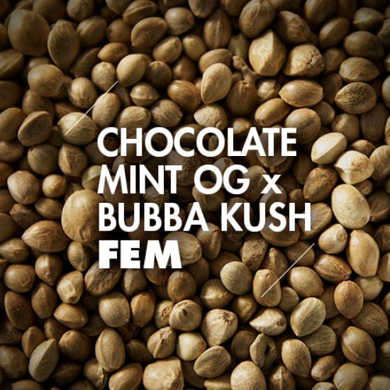 Semillas | Chocolate Mint OG x Bubba Kush | Fem | 10 semillas | Granel