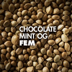 Semillas | Chocolate Mint OG | Fem | 10 semillas | Granel