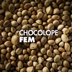 Semillas | Chocolope | Fem | 10 semillas | Granel