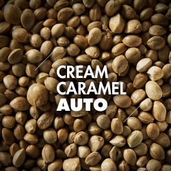 Semillas | Cream Caramel | Auto | 10 semillas | Granel