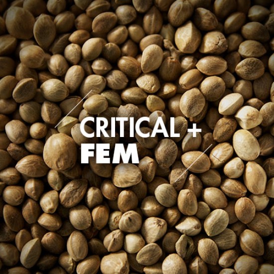 Semillas | Critical + | Fem | 10 semillas | Granel