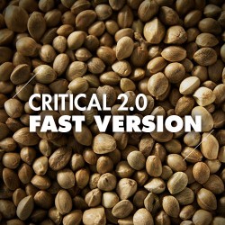 Semillas | Critical 2.0 | Fast Version | 10 semillas | Granel