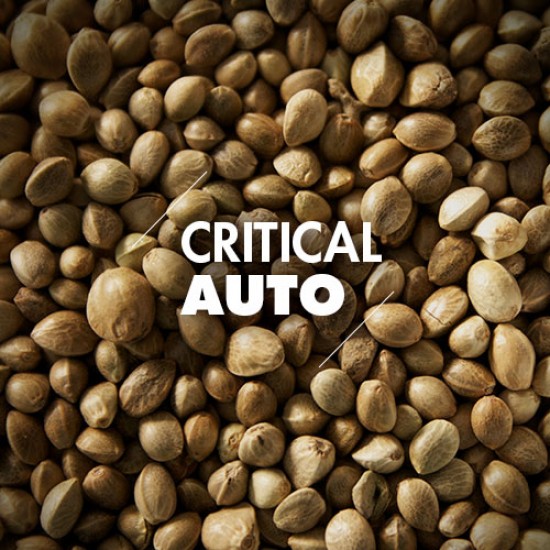 Semillas | Critical | Auto | 10 semillas | Granel
