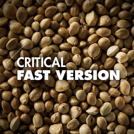 Semillas | Critical | Fast Version | 10 semillas | Granel
