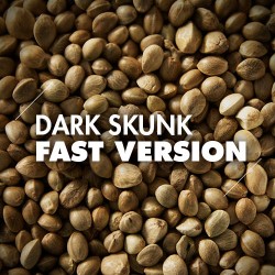 Semillas | Dark Skunk | Fast Version | 10 semillas | Granel