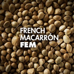 Semillas | French Macarron | Fem | 10 semillas | Granel