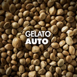 Semillas | Gelato | Auto | 10 semillas | Granel