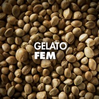 Semillas | Gelato | Fem | 10 semillas | Granel