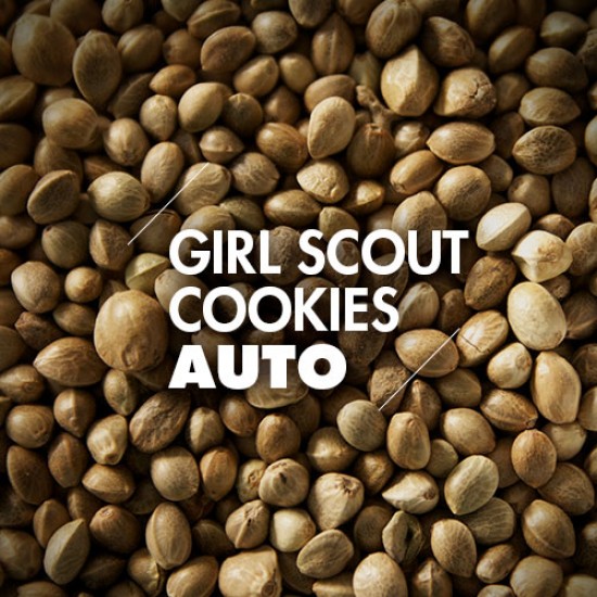 Semillas | Girl Scout Cookies | Auto | 10 semillas | Granel