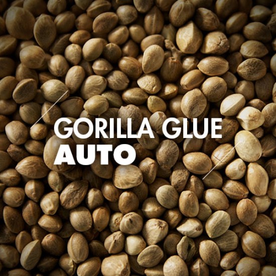 Semillas | Gorilla Glue | Auto | 10 semillas | Granel