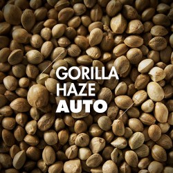 Semillas | Gorilla Haze | Auto | 10 semillas | Granel