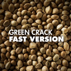 Semillas | Green Crack | Fast Version | 10 semillas | Granel