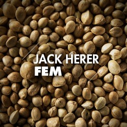 Semillas | Jack Herer | Fem | 10 semillas | Granel