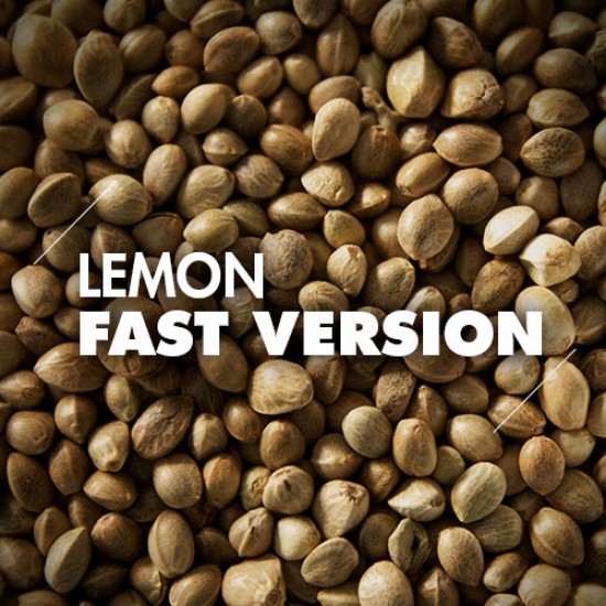 Semillas | Lemon | Fast Version | 10 semillas | Granel
