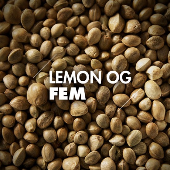 Semillas | Lemon OG | Fem | 10 semillas | Granel