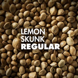Semillas | Lemon Skunk | Regulares | 10 semillas | Granel