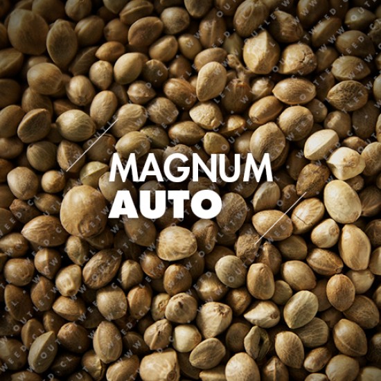 Semillas | Magnum | Auto | 10 semillas | Granel