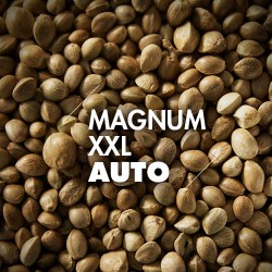 Semillas | Magnum XXL | Auto | 10 semillas | Granel