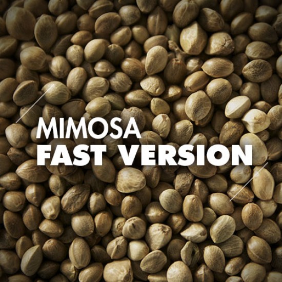 Semillas | Mimosa | Fast Version | 10 semillas | Granel