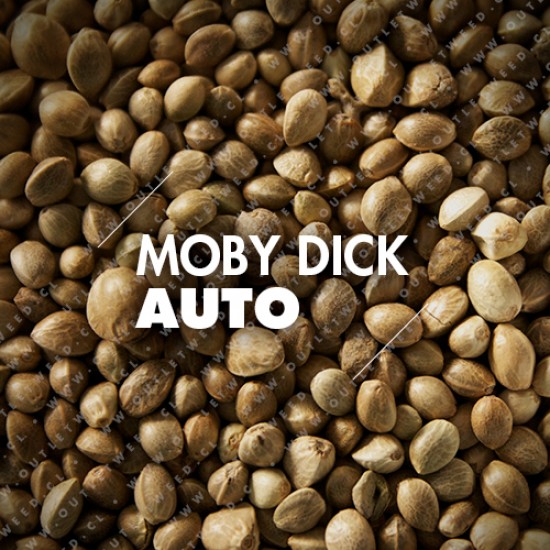 Semillas | Moby Dick | Auto | 10 semillas | Granel
