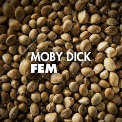Semillas | Moby Dick | Fem | 10 semillas | Granel