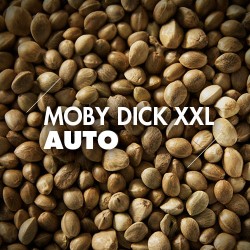 Semillas | Moby Dick XXL | Auto | 10 semillas | Granel