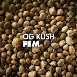 Semillas | OG Kush | Fem | 10 semillas | Granel