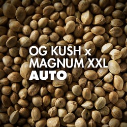 Semillas | OG Kush x Magnum XXL | Auto | 10 semillas | Granel