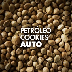 Semillas | Petróleo Cookies | Auto | 10 semillas | Granel