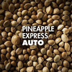 Semillas | Pineapple Express | Auto | 10 semillas | Granel