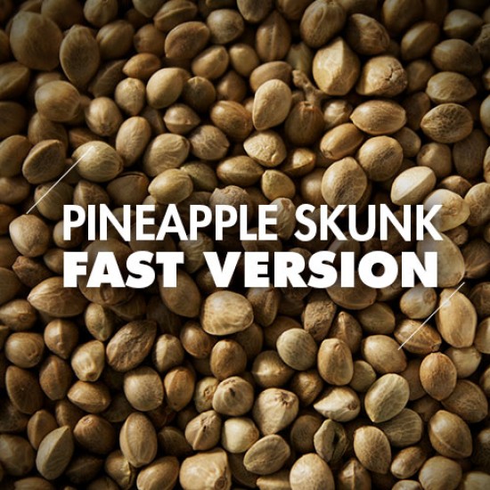 Semillas | Pineapple Skunk | Fast Version | 10 semillas | Granel