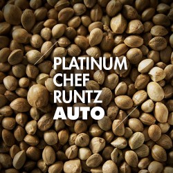 Semillas | Platinum Chef Runtz | Auto | 10 semillas | Granel