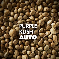 Semillas | Purple Kush | Auto | 10 semillas | Granel