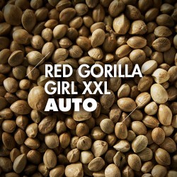 Semillas | Red Gorilla Girl XL | Auto | 10 semillas | Granel